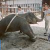 Video: Alec Baldwin Joins PETA To Stop Circus Elephant Abuse
